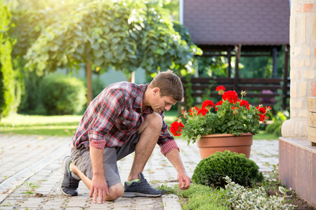 Gardener removing weed from garden. Man taking care about lawn and backyardの写真素材