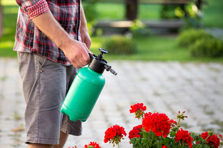 Close up of male's hand holding pressurized bottle and watering flowers in gardenの写真素材