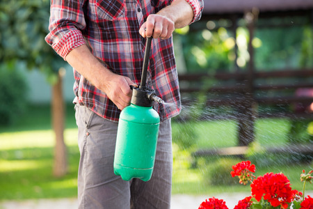 Close up of male's hand holding pressurized bottle and watering flowers in gardenの写真素材