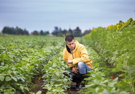 Handsome farmer squatting in soybean field and checking for crop quality