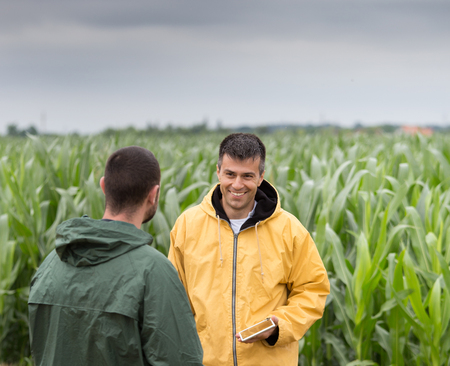 Two farmers with tablet standing in corn field and talking