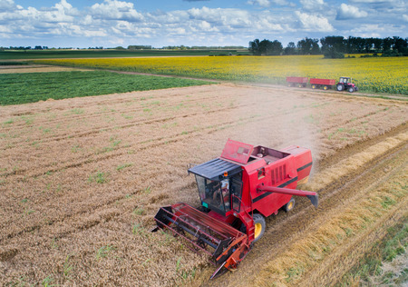 Aerial image of combine harvester working in wheat field in summer shoot from drone