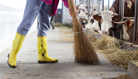 Female farm worker with gumboots brooming cattle stable with cows in backgroundの写真素材