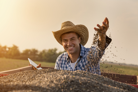 Satisfied handsome farmer with straw hat holding tablet and throwing sunflower seed in air from...