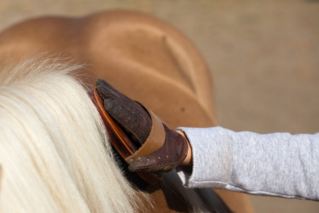 Close up of child's hand with gloves holding brush and  grooming pony horseの写真素材
