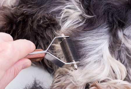 Close up of groomer's hand trimming dog hair against white backgroundの写真素材