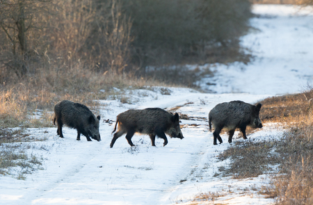 Small group of wild boars (sus scrofa ferus) walking on snow in forest. Wildlife in natural habitatの写真素材