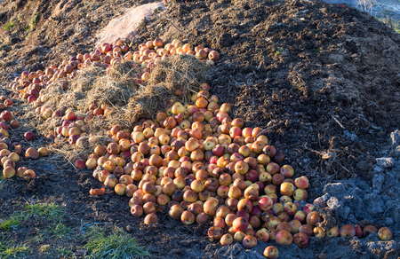 Apples and other organic waste on pile in garden. Compost and environmental conservation conceptの写真素材