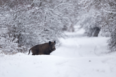 Wild boar walking on snow in forest. Wildlife in natural habitatの写真素材
