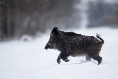 Wild boar running on snow in forest. Wildlife in natural habitatの写真素材