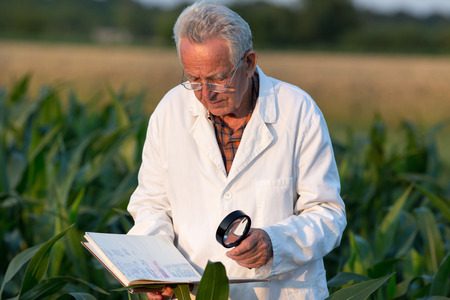 Old man agronomist in white coat and with book and magnifier standing in corn field in summertimeの写真素材