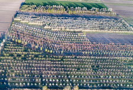 Aerial view of orchard in plains shoot from droneの写真素材
