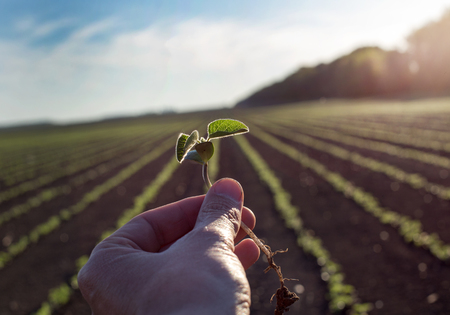 Close up of worker's hand holding young seedling in soybean fieldの写真素材