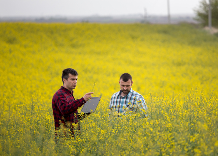 Two farmers with laptop standing in rapeseed field and examining bloomingの写真素材