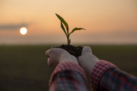 Farmer holding corn sprout with soil in hands and lifting them high in the air with sunset in backgroundの写真素材