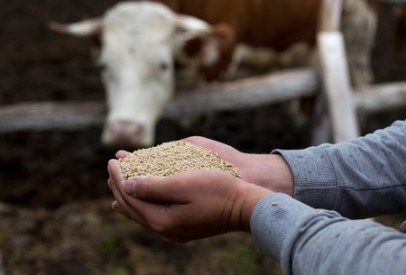 Farmer holding dry food in granules in hands and giving them to cows in stable