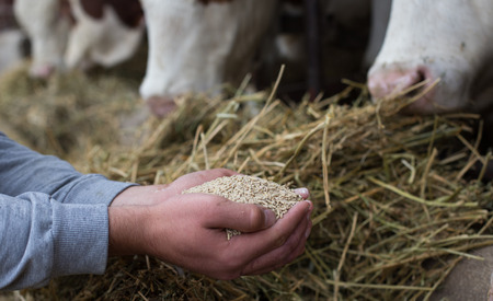 Farmer holding dry food in granules in hands and giving them to cows in stable