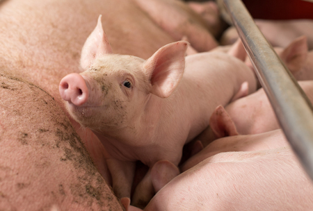 Cute curious piglet looking at camera while others suckling milk from sowの写真素材