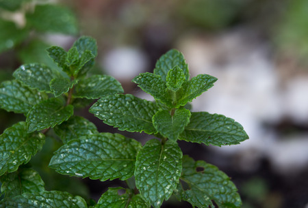 Close up of fresh mint plant leaves in garden