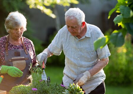 Senior couple potting plants in garden in spring timeの写真素材