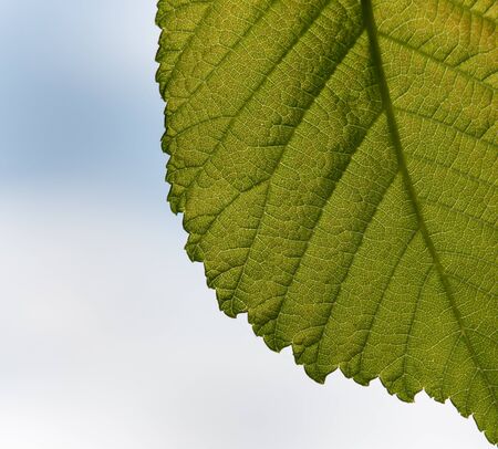 Close up of elm leaf (Ulmus) with fresh green color and texture