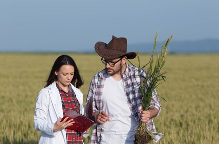Satisfied farmer and woman agronomist checking wheat quality in field in early summerの写真素材