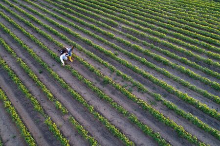 Aerial image of handsome young agronomist in white coat holding laptop and checking soybean quality...