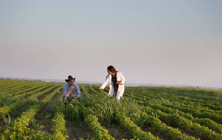 Farmer with hat and agronomist in white coat talking in soybean field full of weeds in summer timeの写真素材