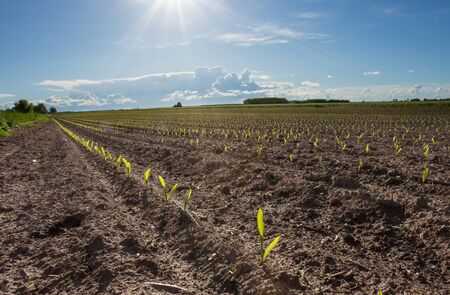 Young corn seedlings sown in rows in early summer time