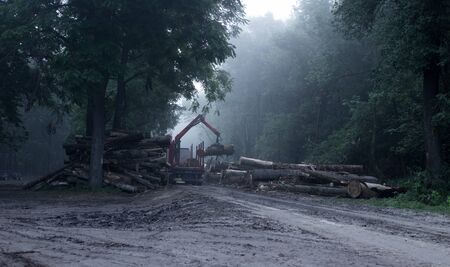 Big truck loading logs in forest in the morning with fog