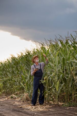 Old farmer in overall and with straw hat, holding corn plant leaf and checking crop quality in summerの写真素材
