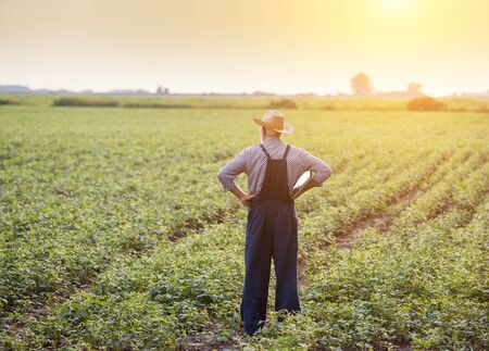 Rear view of senior farmer in overalls and with straw hat standing in soybean field at sunsetの写真素材