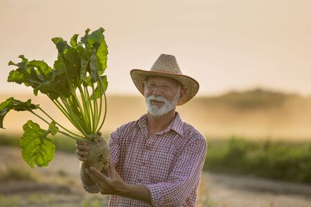 Senior farmer with straw hat holding big ripe sugar beet in field in summer time at sunset