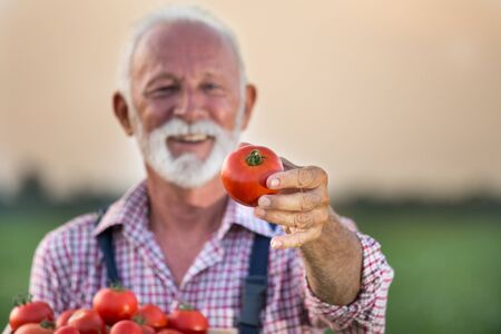 Senior farmer with white beard holding crate with red ripe tomatoの写真素材