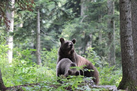 Female brown bear (Ursus arctos) with cub standing in forest in summer time. Wildlife in natural...