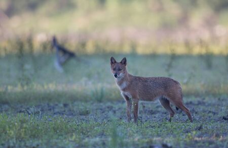 Golden jackal (canis aureus) standing on meadow and looking at camera. Wildlife in natural habitat
