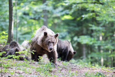 Group of brown bears (Ursus arctos) walking in forest in summer time. Wildlife in natural habitatの写真素材