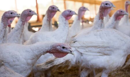 Domestic turkey in barn on poultry farm