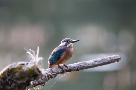 Common kingfisher bird standing on branch and hunting fish. Wildlife in natural habitat