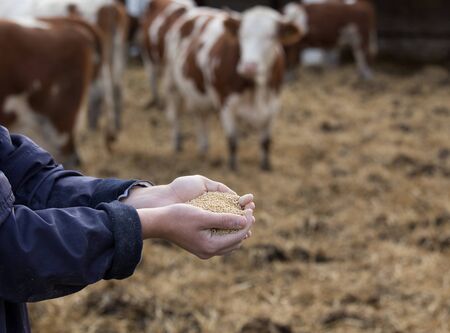 Farmer holding dry food for cows in palms on cattle farm