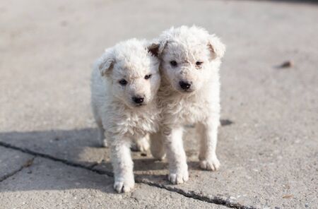 Two cute puppies walking and playing outdoor. White pulin, sheepdog from balkan region