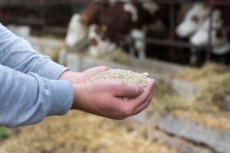 Farmer holding dry food for cows in palms on cattle farmの写真素材
