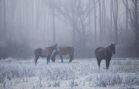 Group of wild horses standing on meadow in front of forest on cold winter day with dewの写真素材
