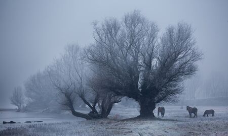 Group of wild horses standing on meadow beside frozen river and trees with dew on cold winter...