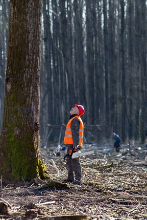 Lumberjack holding chainsaw and looking at big tree marked for cutting