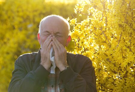 Portrait of senior man sneezing in tissue in front of tree. Spring allergy and health care conceptの写真素材