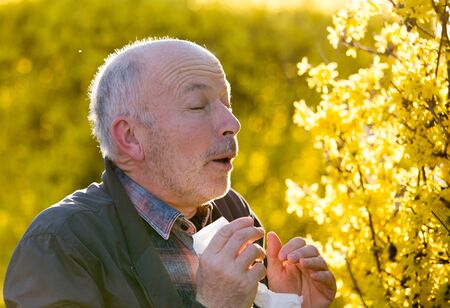 Portrait of senior man sneezing in tissue in front of tree. Spring allergy and health care conceptの写真素材