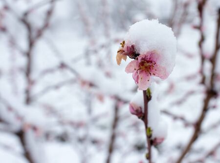 Close up of pink blossom on fruit tree covered with snow in spring. Bad weather influence in agricultureの写真素材