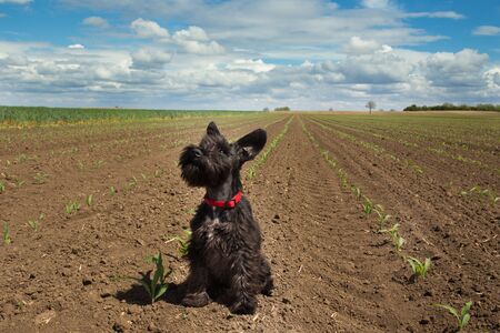 Cute miniature schnauzer puppy sitting on ground in corn field in spring. Blue sky and clouds in...