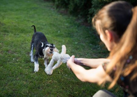 Cute miniature schnauzer pulling his toy from girl's hand on lawn in backyard. Dog playing favorite games with ownerの写真素材